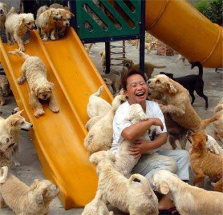 dogs