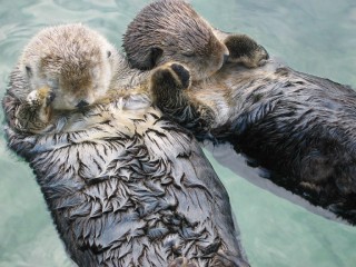 sleeping otter